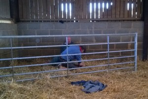 GFD and Chris helping a ewe in difficulties